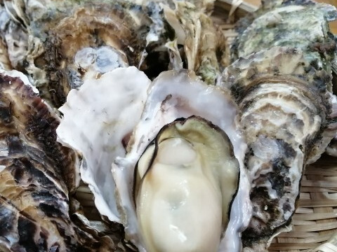 【生牡蠣】【生食用】【贈り物にも】
三重県産 浦村かき むき身500g＋殻付き20個 2箱セット
（1箱あたり、約2.7kg前後、5～6人前）
 母の日 父の日【冬ギフト】【生で食べれる美味い牡蠣】