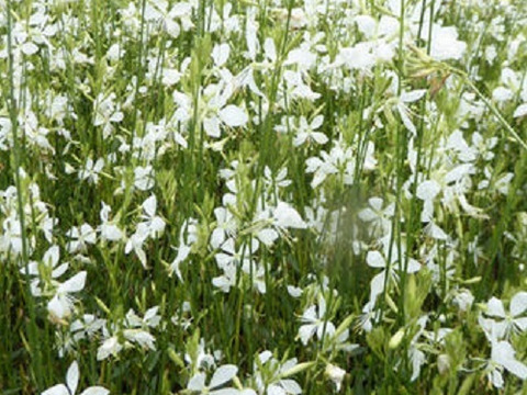2個セット  ガウラ クールブリーズ （白蝶草）ホワイトガーデン イングリッシュガーデン 花苗 多年草 宿根草