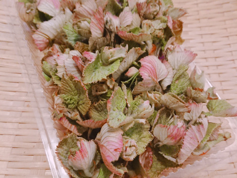 【天然】お約束!!妙高山の山菜をドーン!!バラエティー４種セット（500g～）山菜詰め合わせ 山菜 ミックス