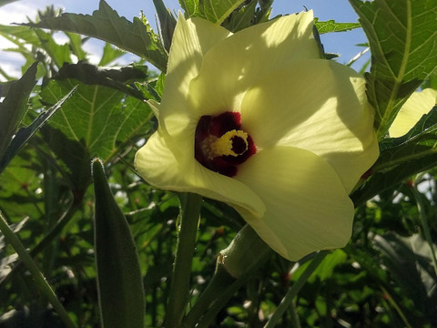 オクラ&人気のとろける食感ナスセット(とろーり旨なす&ビステッカ)【さぬき讃ベジタブル】