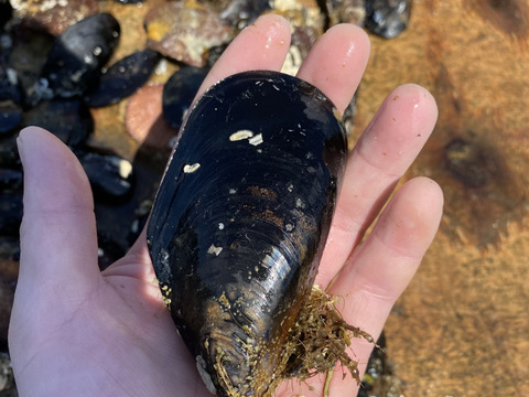 大容量 ザキヤマ水産のムール貝5kg パーティー用 岩手県産 食べチョク 農家 漁師の産直ネット通販 旬の食材を生産者直送