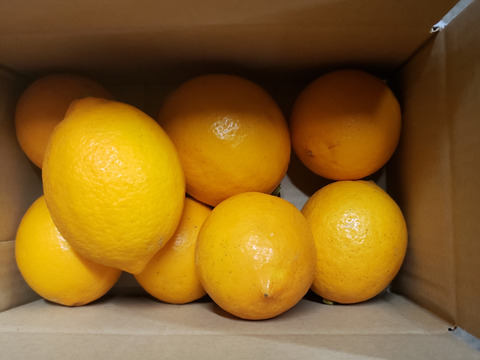 箱込約3㌔　皮までおいしい　ワックス防カビ剤不使用マイヤーレモン　輸入品と違う鮮度！　フレーバな香りとあふれ出す果汁！