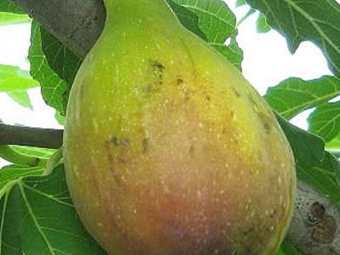 樹上完熟いちじく　バナーネ　300g×４パック【栽培期間中農薬.化学肥料不使用】