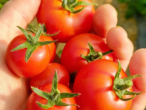 【朝どれ】【食べ比べ】どれが一番好き？旨みが乗ってきたミディ・ミニ4品種を一箱に。
赤熟もぎ「トマトの宝石箱」