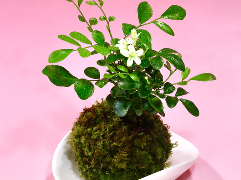 〜優しい空間を〜　苔玉　月橘（げっきつ）