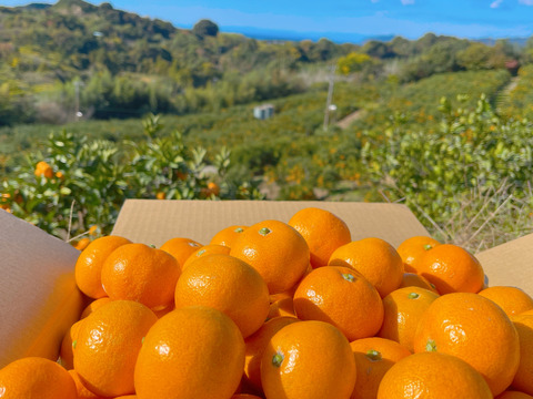 滑らかな舌触り！あふれる果汁！糖度だけでは測れない深い甘みとコク！匠の技が光る『頑固ひとくちみかん』2Sサイズ、5kg