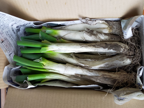 【畑でまっすぐ】青森県十和田市産　長ネギ　焼き・鍋の主役に　2㎏