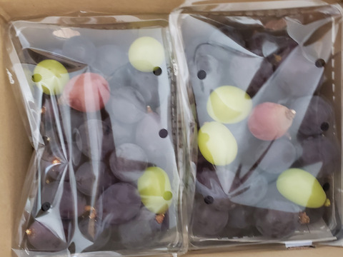 【つぶつぶセット】巨峰ピオーネ（約1.2kg）甘いけど、色むら、小粒多数。巨峰ピオーネのお味を楽しめます。