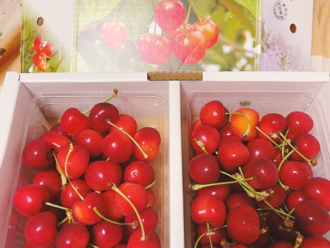 感謝SALE】やまがた紅王🍒さくらんぼ新品種！パックバラ1kg2Lサイズ
