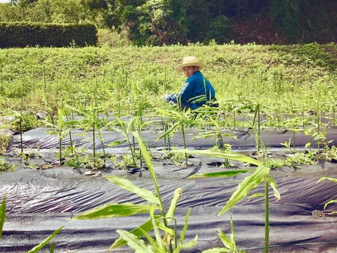 キリッと香りが良い！生姜0.5kg（糸島産・農薬＆化学肥料不使用）