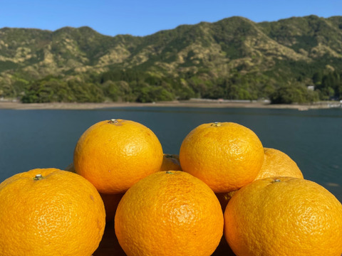 箱込み4kg 3種の柑橘（河内晩柑・自然栽培の紅河内晩柑・甘夏）【柑橘食べ比べ】