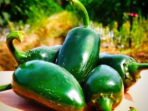 【なくなり次第終了！】ピクルスやサルサソースで大人気！ピリ辛青唐辛子ハラペーニョ1kg