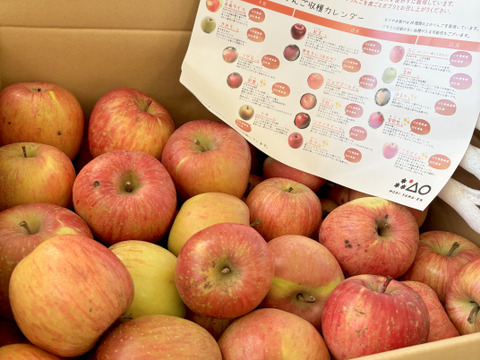 スムージーやお菓子作りにたっぷり10kg🍎加工用りんご　農薬50%減・化学肥料不使用✨青森県特別栽培認証