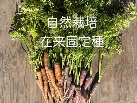 【スペイン在来固定種】自然栽培ミニニンジン（250g）