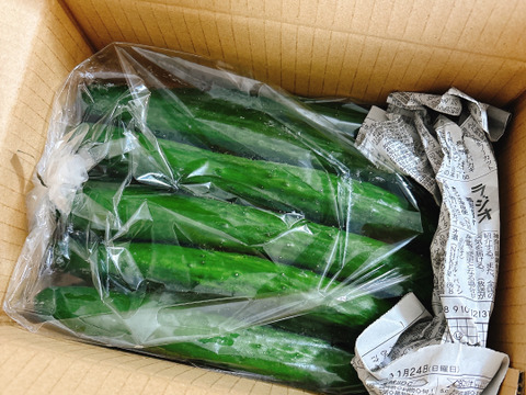 朝採り！信州産きゅうりA品1kg