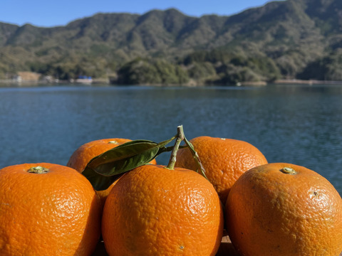 箱込み1.5kg 橙（ビターオレンジ）栽培期間中農薬・化学肥料を使用していない　人と環境に優しい橙（ビターオレンジ）