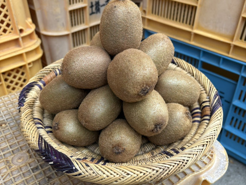甘くて美味しいキウイフルーツ 2kg 中サイズ