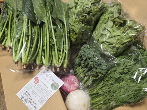 【農家の食卓からお裾分け】食卓に彩りを✨冬の映え！サラダ野菜４種🥗＋万能葉物２種詰合せ📦
