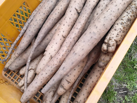 初売り 福袋 抜きたて 長芋 家庭用】砂丘ながいも 5kg程度 ねばり とろろ 野菜