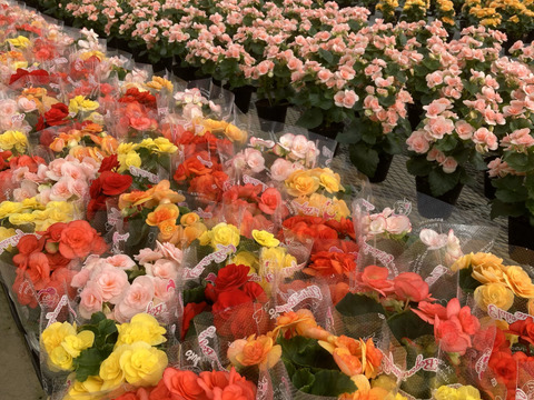 【贈答用】上品なライトピンク！ファンの多いエラチオールベゴニア【ルイーズ】4.5寸