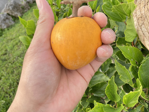 【限定割引！】沖縄産カニステル5個入りセット❗️(3月14日までのご注文)