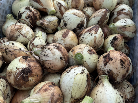 春の旬の味！　甘うま新玉ねぎ　2kg