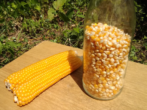 数量限定　まあるくはじける☆ポップコーン（バラ500g）　ビールのおともに・こどものおやつに