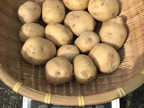 🉐ｾｯﾄ【自然栽培】特大玉ねぎ5kg＋じゃがいも1kg