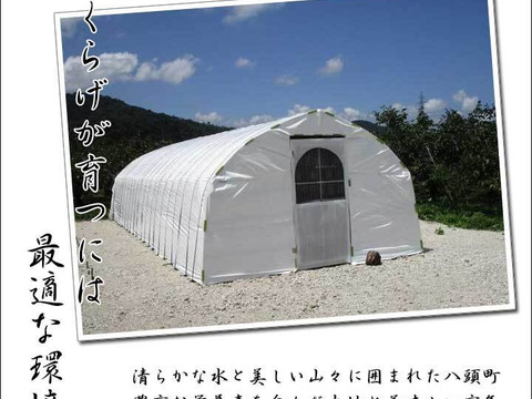 ＜乾燥250g＞栄養たっぷり！食感たのしい【国産】きくらげ