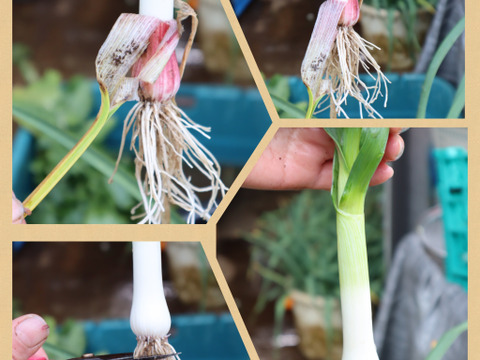 一番オススメのサイズです→ →予約増量【大好評(^^♪】グッと料理のグレードが上がる(^^ “葉ニンニク“  1000g→1050g  from 名水の里　神奈川県秦野市