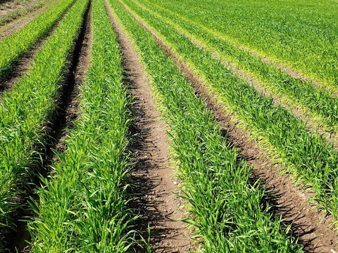 農薬最低限　中力小麦粉『チクゴイズミ』　1.5㎏（500g袋×３袋）