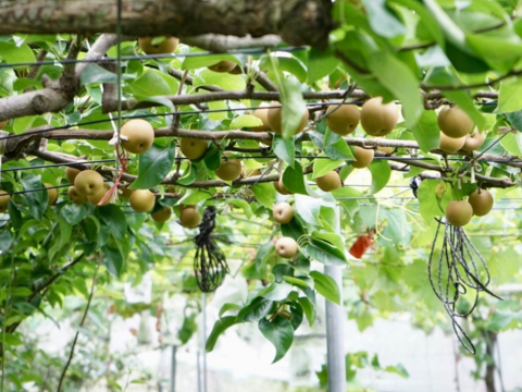 秋の定番！モーツァルト聞いて育った梨
あきづき　3㎏