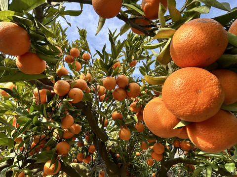 完熟タンカン（贈答用5kg）