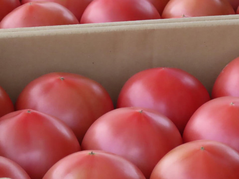 ☆訳アリ☆『陽の香り』４キロ箱満杯詰め　長野の自然が育てた恵　桃太郎トマト