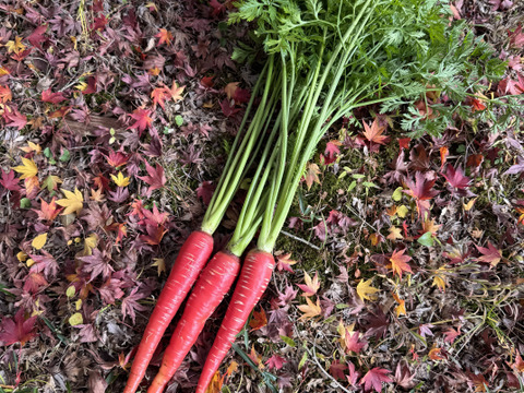 正月料理に！京都府産 金時にんじん（化学農薬不使用）2kg〈箱込み〉