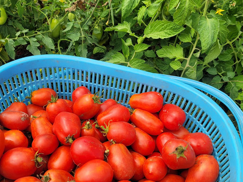 【限定品】自然栽培の加工用トマト・ローマ(1kg以上)