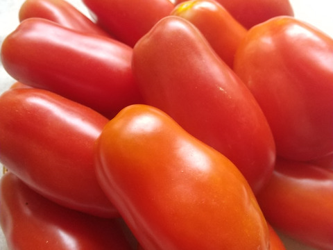 トマトソース作りに◎【有機JAS認証・固定種】トマト サンマルツァーノ 3kg 南アルプスの有機野菜