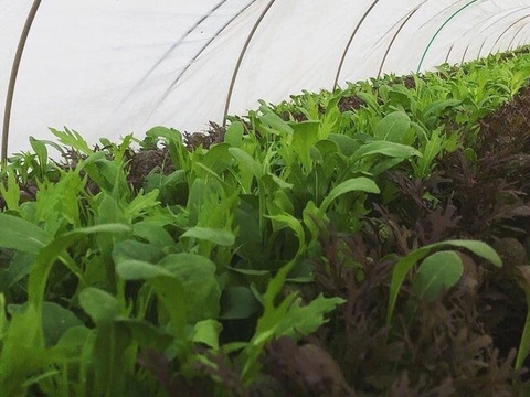 洗ってお皿に盛り付けるだけの『サラダセット』50g×10袋