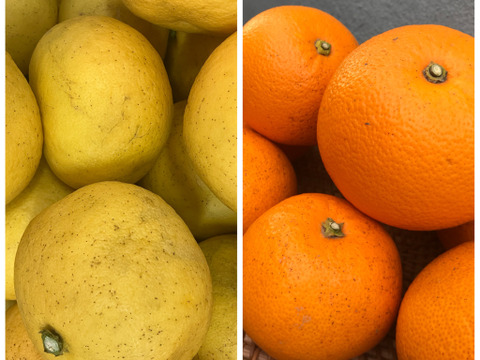 紅八朔5Kg&文旦5Kg◆農薬不使用