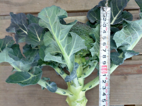 小さめブロッコリー ２株　高知県産