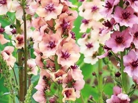 2個セット バーバスカム サザンチャーム イングリッシュガーデン 花苗 多年草 宿根草