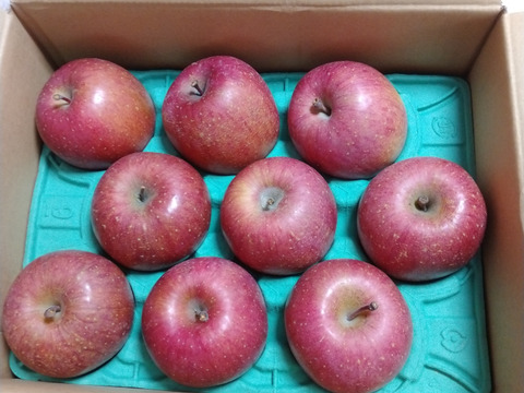 【毎年１万箱以上売れてます】約３キロ 青森県産りんご「樹上完熟葉とらずふじ」家庭用厳選品