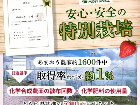 【冷凍いちご】あまおう いちご たっぷり5㎏