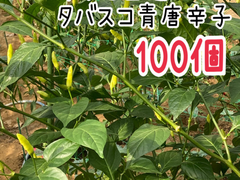 採れたてをその日に発送！タバスコ青唐辛子