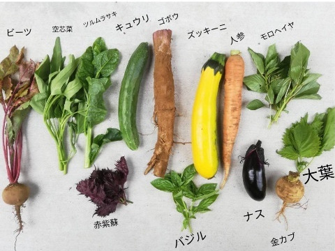 健康と環境に良い旬のsdgｓ野菜セット 9 12種 静岡県産 食べチョク 農家 漁師の産直ネット通販 旬の食材を生産者直送