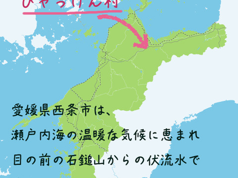 農家直送✅セレベス(赤目芋)の里芋🎁2kg M~LLサイズ(大きめの里芋❗️