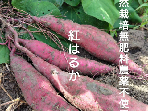 自然栽培【紅はるか】さつまいも　希少いも5キロ固定種 在来種（ 淡路島産）農薬不使用　無肥料栽培