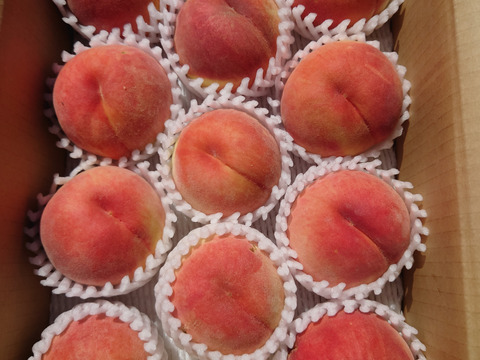 食べ応え満足！　秋田では今が旬の「川中島白桃」　3㎏(9～12玉)　ご家庭用【クール便】