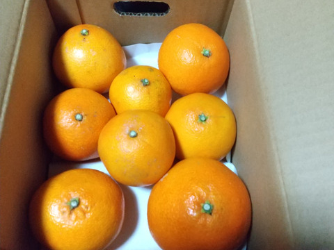 《豊作割引》【家庭用】まどんな 2kg みんなトリコになる“”プルプル“”新食感♡高級柑橘♫愛媛みかん！【冬ギフト】