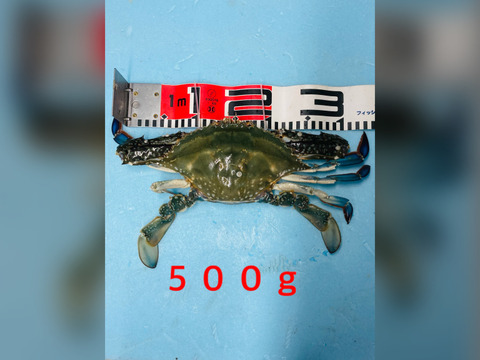 訳あり　活け渡り蟹　（小）1匹　250-300g